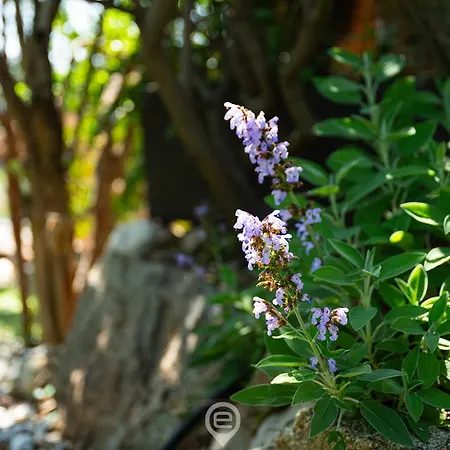 בית נופש Alessandra Garden Hideaway